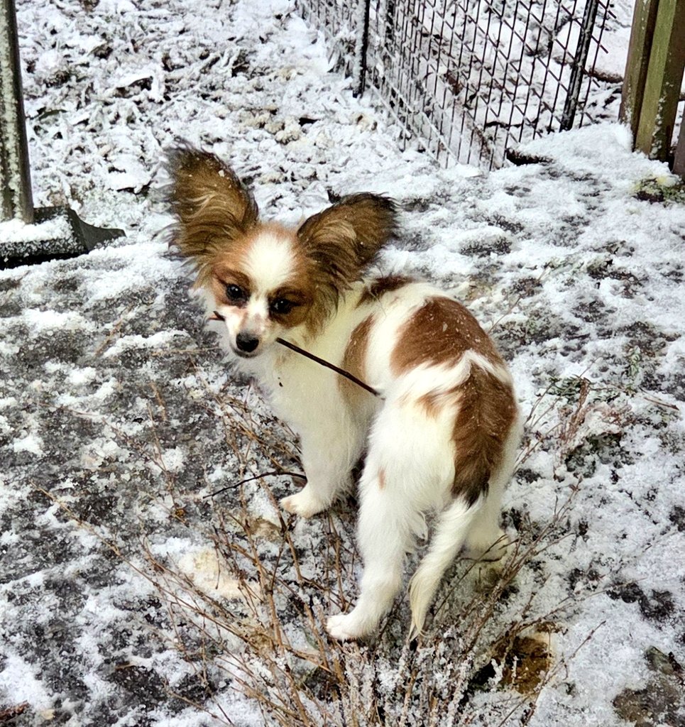 朝6時
今期最大の寒波の端っこ来た？
さーむい！

あっしには関係ないことでござんす

木枯し紋次郎チックなフレックル
ꉂ(ˊᗜˋ*)
 #寒波到来 
 #新潟県
 #柏崎市
 #粉雪
 #降ってきた 
 #パピヨン
 #pleasantfamily