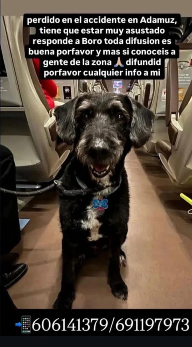 areagossosbdn's tweet image. ⚠️INFORMACIÓN BORO⚠️
La familia confirma que el perro que se ve corriendo en el video  junto a la valla (parte inferior izquierda del video ) es BORO.
Por la condición de su edad, no debe estar lejos de la zona del accidente. 
¡Hay que encontrarlo!
Df. 📣📣📣
#Adamuz
#Córdoba