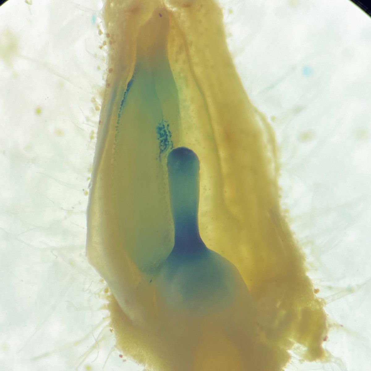 Daniela De la Mora tweet media