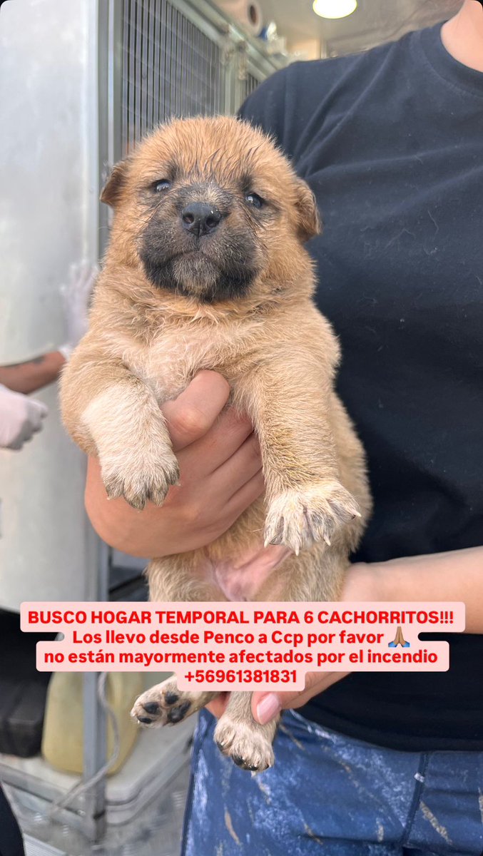 Busco hogar temporal para 3 cachorritos!! su mamita falleció en el incendio de Penco-Lirquen. Tienen un mes y comen comidita para cachorros mezclada con húmeda. 
#URGENTE #IncendiosForestales #penco #lirquen #Concepción #palomares #incendio