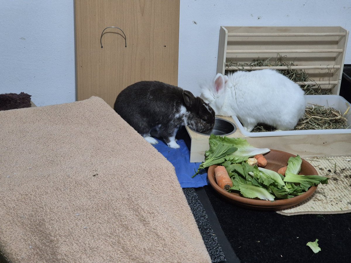 Manche Menschen (ich) lernen einfach nicht dazu..

Hier nen Hasenbild für euch zur Ablenkung^^