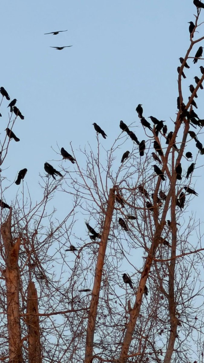 الأسدُ المحبوسُ : محبوسةٌ فيه قوّته وطِباعه ، فإذا زال الحديدُ من حوله انطلق مفترسا...
وكذلكم الرجل.. فاضلٌ ما دام في قفصه الفكريّ ، فإذا أغفل فكره ، وغاب عقله ، وغلبته شهوته ، خرج من إنسانيته وشارك غير جنسه في حيوانيته.

الرافعي.