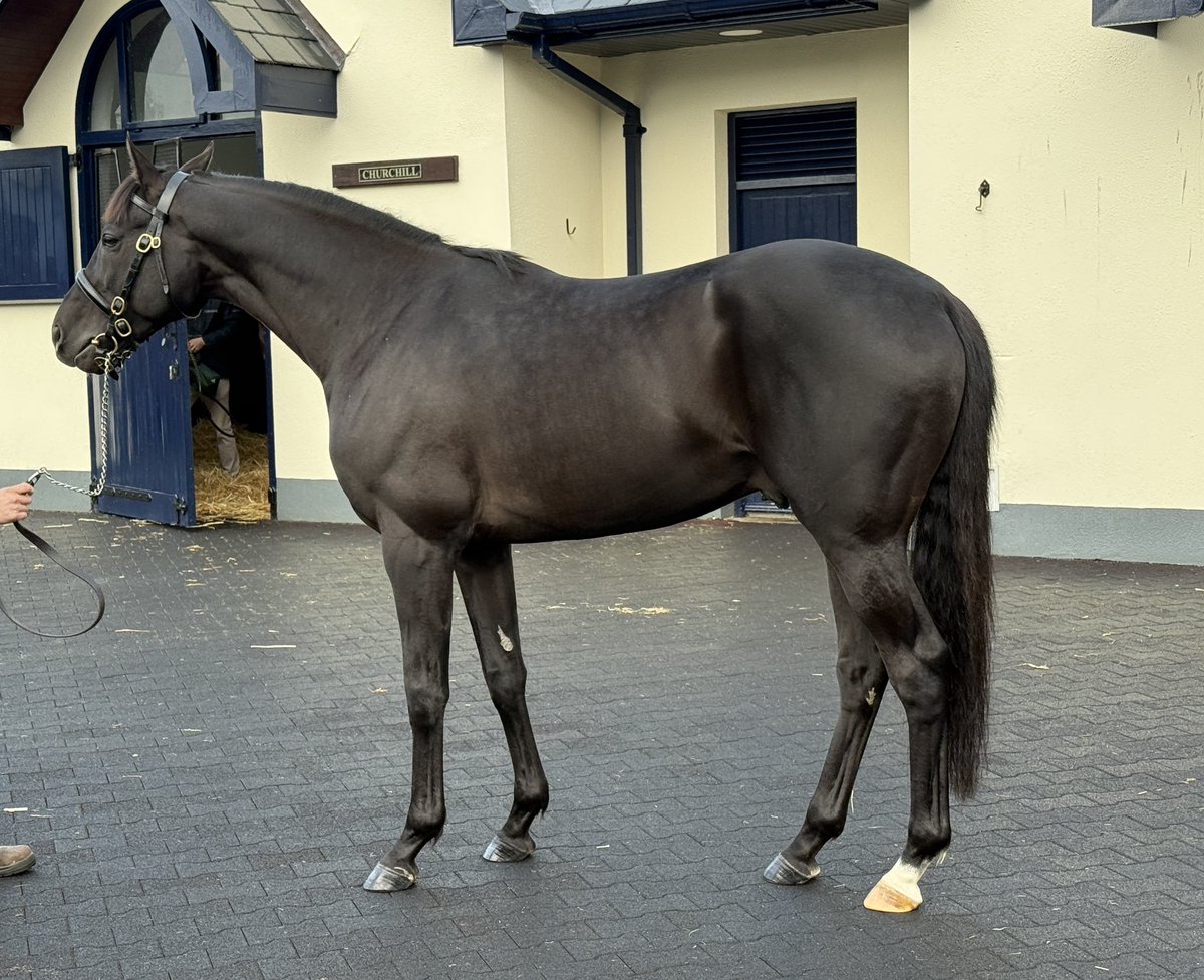 Mel Smith Bloodstock tweet media