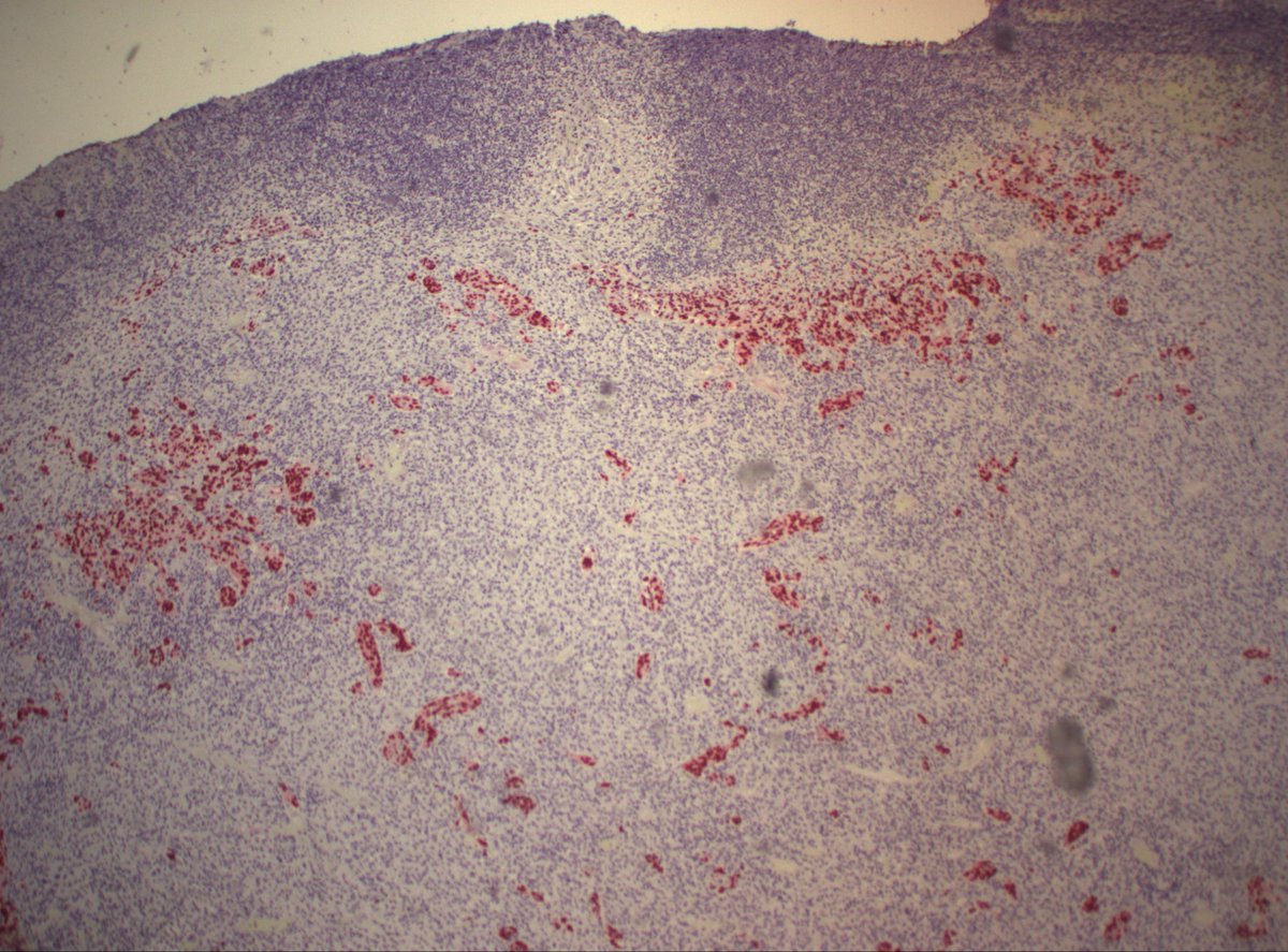 Dan Graham tweet media