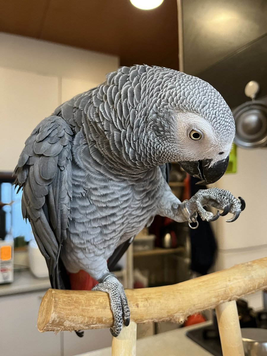 hrnee's tweet image. おはようございます。
#ほんじつのピルスくん 
#ヨウム 
#ヨウムのピルス