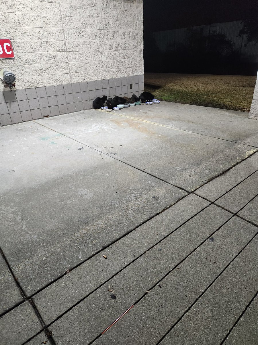 If you can't donate to a rescue trying to pay for food vetting spay neuter and if you can't pledge to save an animal then at least share the post and give other people chance to donate or pledge rescues nonprofits animal Advocates tirelessly try to save