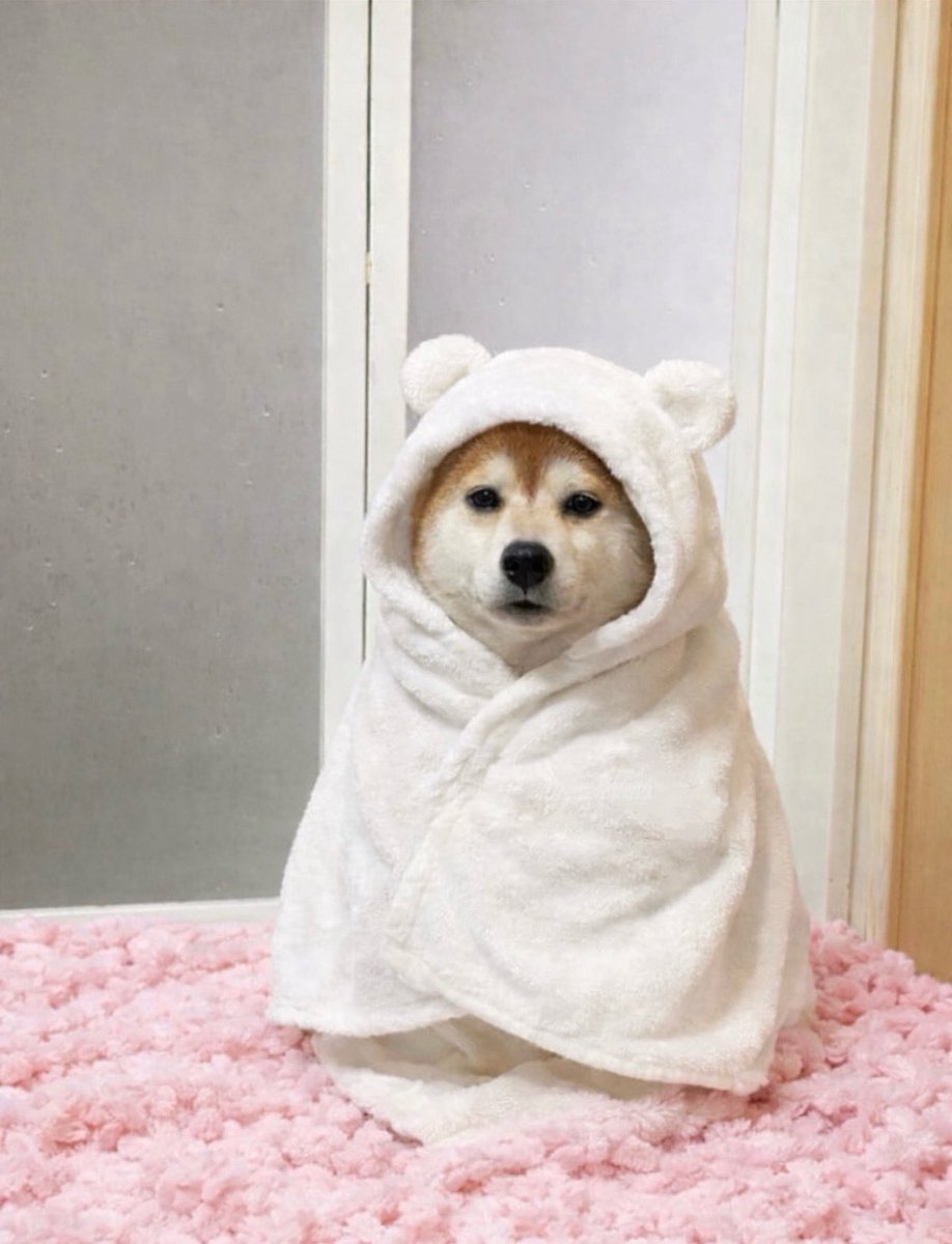 ついに自分用のバスローブを手作りされた犬