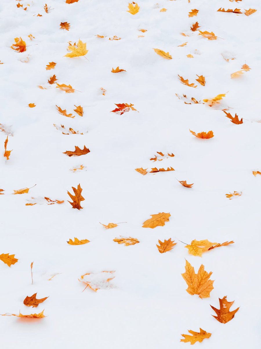LeilaAWestbrook's tweet photo. 🍂🍂 https://t.co/ICNBCLhNg0