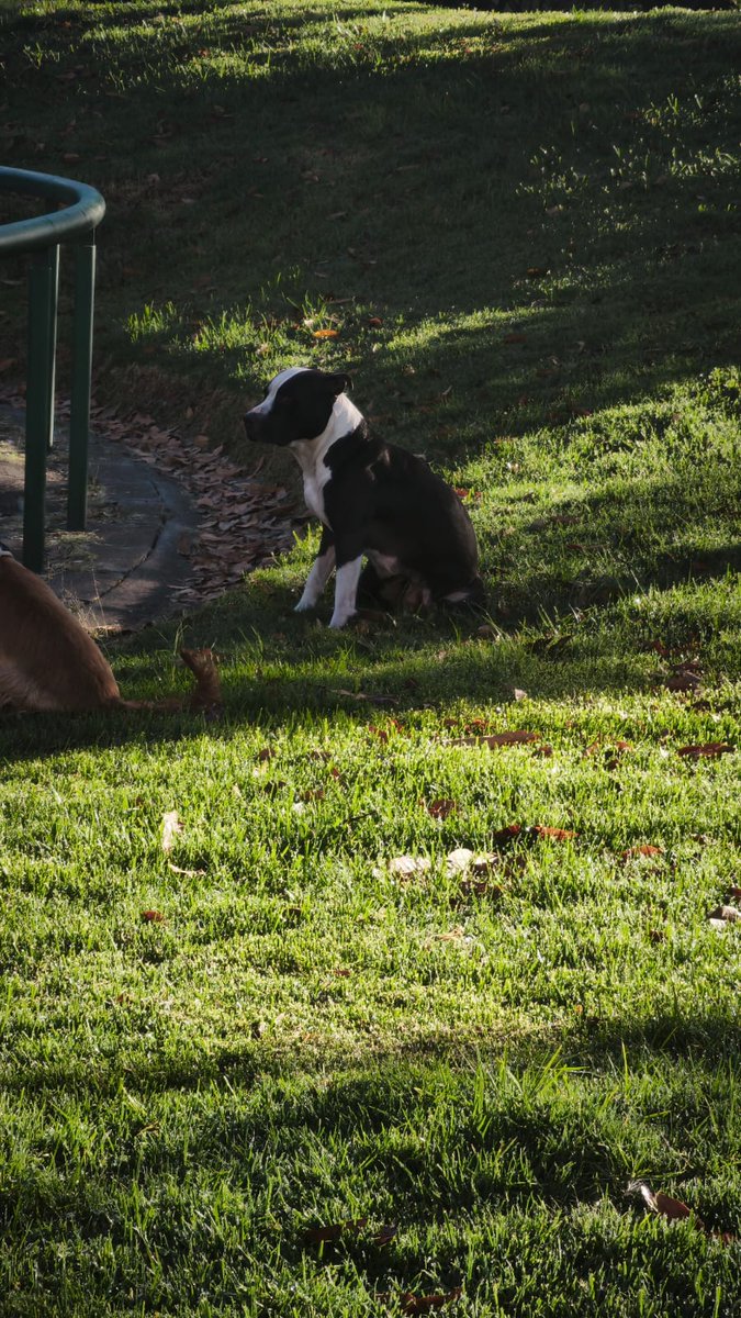 <a href="/AnimalesBOG/">Protección Animal Bogotá</a> <a href="/PlataformaALTO/">Plataforma ALTO</a>  <a href="/andreanimalidad/">Andrea Padilla |Senado Alianza Verde🌻#️⃣1️⃣4️⃣</a> <a href="/MONYRODRIGUEZOF/">MÓNICA RODRÍGUEZ 🐤</a>  Alguna persona rescatista cerca de <a href="/TiendasJumboCo/">Jumbo Colombia</a> Calle 80 Btá. Parte de atrás, sobre el parque longitudinal del Canal Arzobispo. Perrita abandonada desde esta mañana. Parece que hace poco tuvo crías🥺🆘🆘 AYUDA 🥺