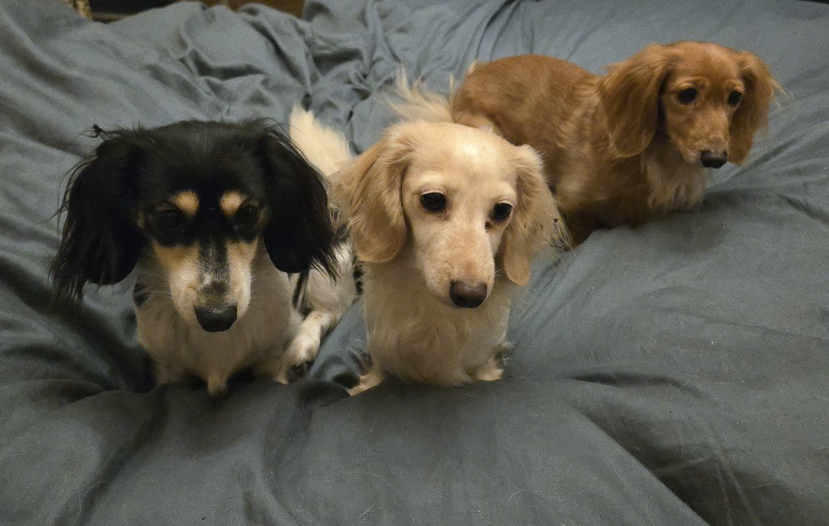 Zelda & Bandita tweet media