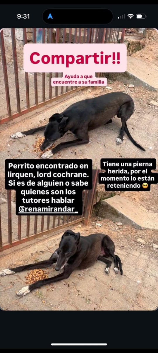 QueClaueres's tweet image. 🟡 Se encontró galgo negrito en #Lirquén sector Lord Cochrane y tiene una pierna herida. Si alguien tiene información sobre sus dueños, comunicarse con IG  @renamirandar. Se agradece un RT 🙏🏻❤️🐕 #Biobío #incendio  #penco #Concepcion