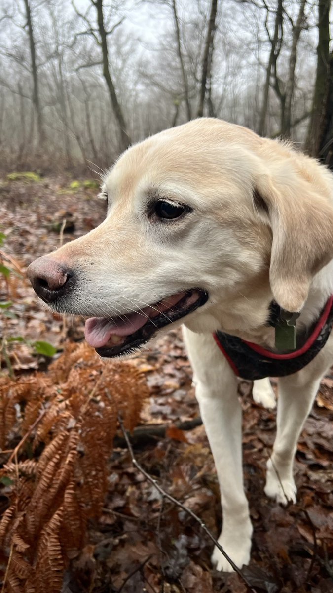 Lovely morning walk at <a href="/ChartwellNT/">ChartwellNT</a> with the fabulous <a href="/clarebalding/">Clare Balding 💙</a> and some gorgeous pups (including <a href="/MissMollyChops/">Miss Molly Chops 🐶</a>) and their lovely owners!