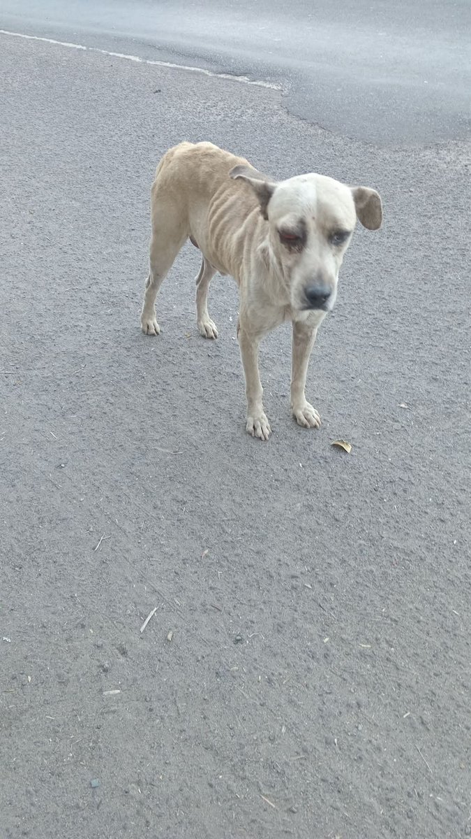 lyssitta's tweet photo. SERVICIO SOCIAL✅️
#emergenciacanina 🆘
#urgente ‼️
Se necesita hogar y ayuda veterinaria para este perrito !!!!!!
Nos piden publicar 👇🏻
Urgente ayuda para el perrito está golpeado de su ojito es de un taller que está ubicado km13  1/2 apopa entrada a popotlan por el semáforo los dueños del taller lo maltratan y no lo alimentan
Contacto 70834418