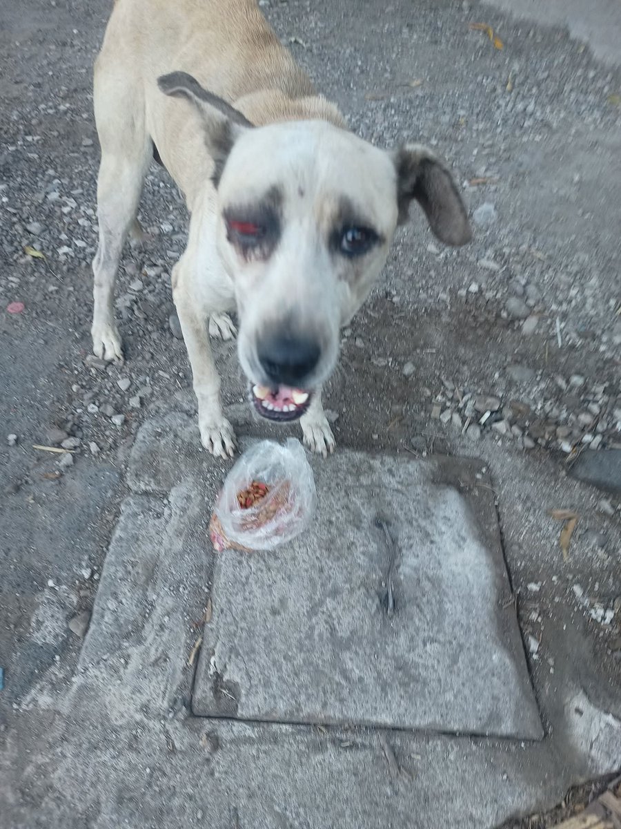 lyssitta's tweet photo. SERVICIO SOCIAL✅️
#emergenciacanina 🆘
#urgente ‼️
Se necesita hogar y ayuda veterinaria para este perrito !!!!!!
Nos piden publicar 👇🏻
Urgente ayuda para el perrito está golpeado de su ojito es de un taller que está ubicado km13  1/2 apopa entrada a popotlan por el semáforo los dueños del taller lo maltratan y no lo alimentan
Contacto 70834418