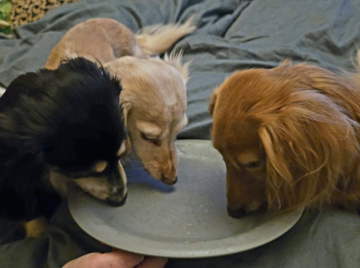 Zelda & Bandita tweet media