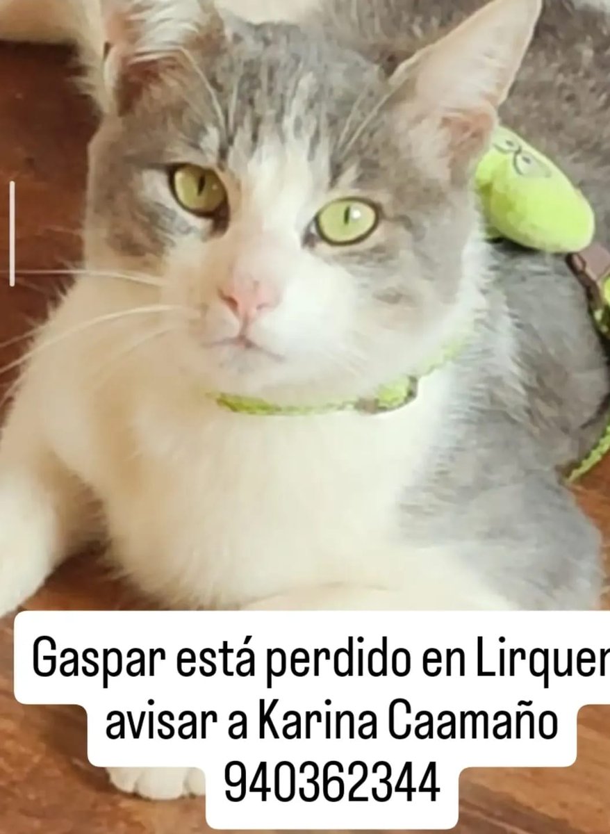 QueClaueres's tweet photo. Gaspar es un gatito que se perdió en #Lirquen y su mamá lo está buscando. Si tienes información comunícate con el contacto q aparece en la publicación. Por favor RT/ Difundir ❤️🙏🏻 #Biobío #Concepcion #Incendioforestalchile https://t.co/OmPFObS6qs