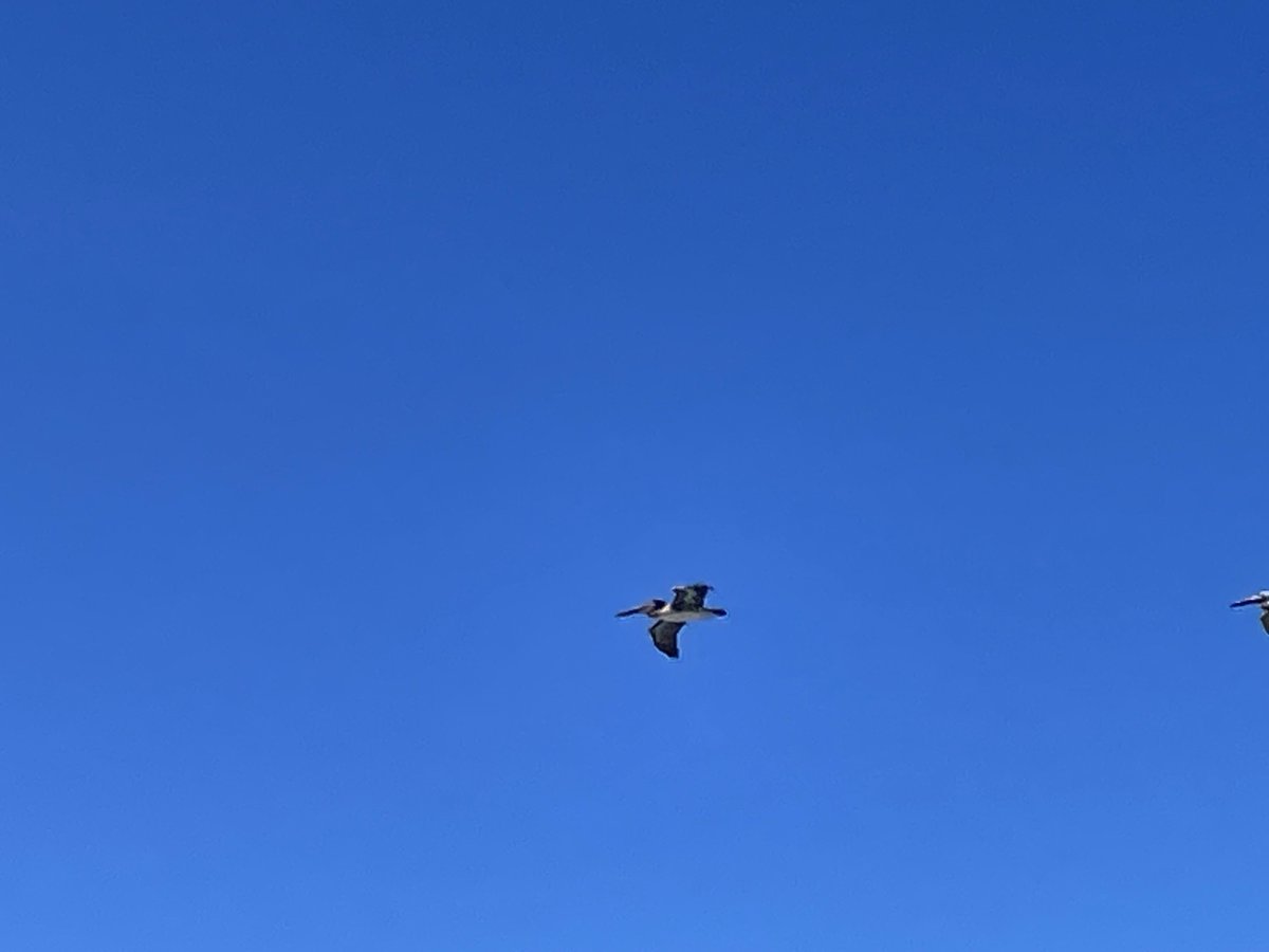 sameko71's tweet image. 野生のカッショクペリカンを見た