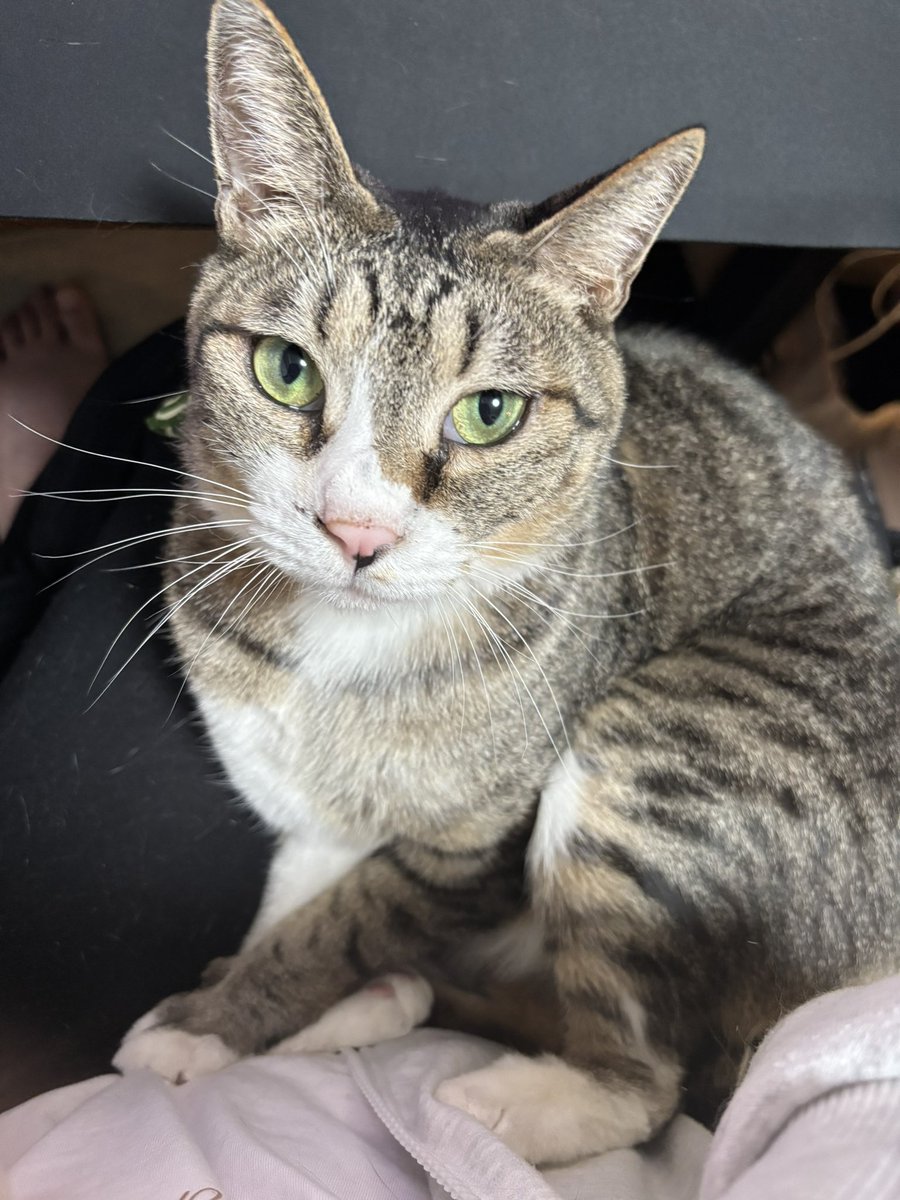 陽ノ宮にゃお (@nyao_darunyao) / Posts / X