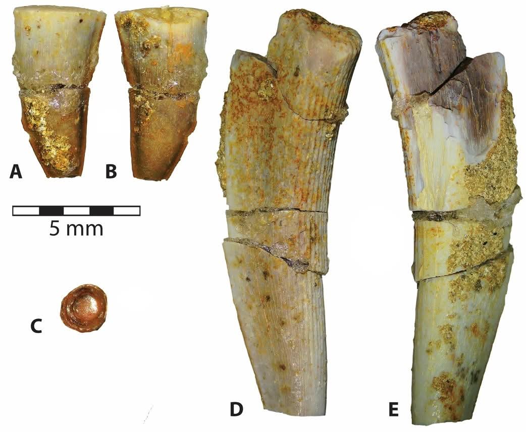 Dr. Heather F. Smith tweet media