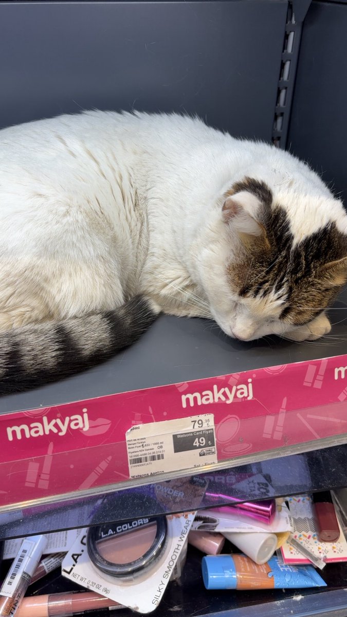 aybikkedi's tweet photo. Watsonsta kedi satılıyor 49tl fiyatı çok iyi👍 https://t.co/0OMeQgSH5V