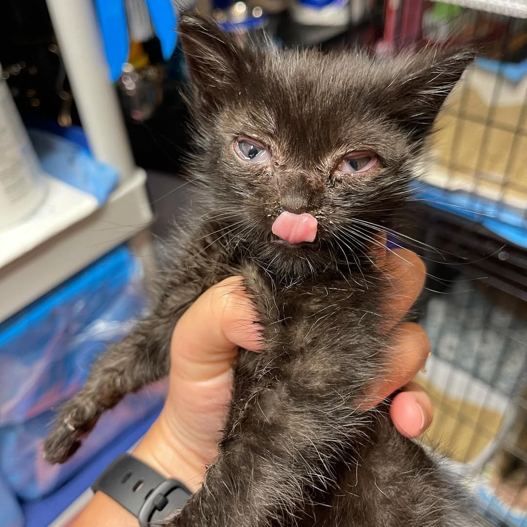 k1y5z8mom2104gh's tweet image. Your donations at work!

Look how good little Winkie’s eyes look with just a few doses of meds! He is getting better and better! We love you Winkie!🖤

#adoptdontshop #cute #cutekitten #cutenessoverload
