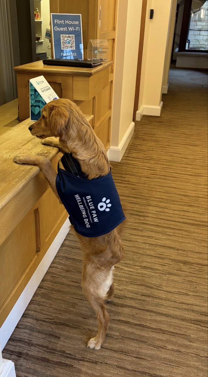 BluepawWB's tweet photo. Maple’s first day at work has been pawsitively amazing! 🐾 She’s been dishing out cuddles, spreading pawsome wellbeing, and unleashing a tidal wave of oxytocin all around Flint House. Maple has completely stolen everyone’s hearts @FlintHouseRehab #wellbeingdog #ptsd #bluepaw https://t.co/7MNVnOzjjJ