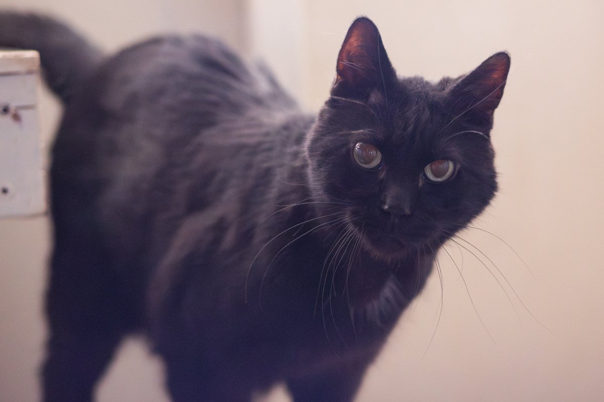 Whiskers 'N' Wishes Sanctuary tweet media