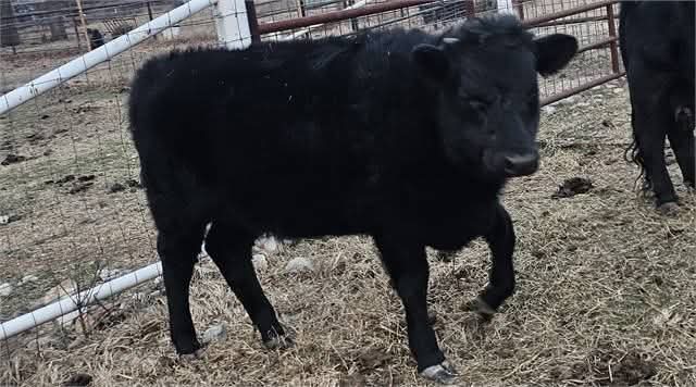 DextersToday's tweet photo. Black Unregistered Horned Heifer - Barnsdall, Oklahoma 

Ad with Contact info:  https://t.co/BvMMAkWlz5

https://t.co/vHaNELqebo

 https://t.co/praVvdkU1t

#dexters #dextercattle #dexterstoday #cowsmakemehappy #cows #heritagebreed #cowsofinstagram #cowsoffacebook #cowsoftiktok https://t.co/AD4T6tetLX