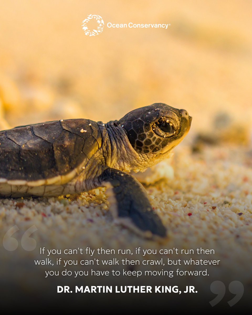 OurOcean's tweet image. Protecting our ocean happens step by step, and every effort matters—no matter how small. 🌅

Today, we honor the legacy of Dr. Martin Luther King, Jr. as we move forward in our work to secure a healthy ocean and a thriving planet, forever and for everyone. 🌊