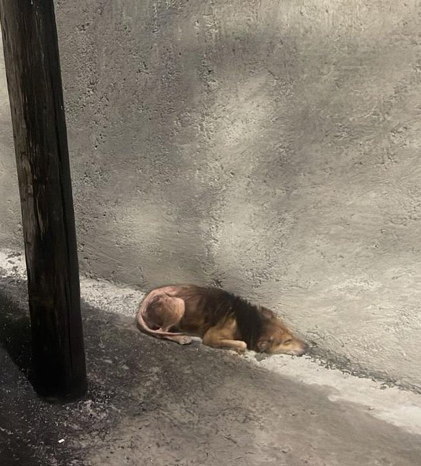 Alina_Gag's tweet image. De bienvenida me avisaron hace un tiempo. La habían ido a tirar a una calle. Estaba llena de sarna y completamente rota. Llovía, hacía frío y ella estaba acostada sin intentar refugiarse. 

Los vecinos le improvisaron una caja de cartón que no resistió mucho.