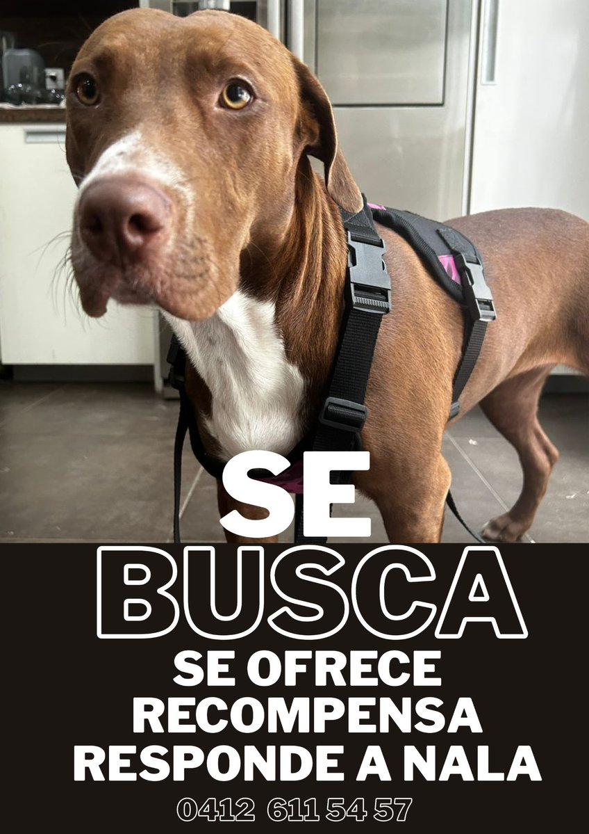 PerroUsuario Wof '•' tweet media