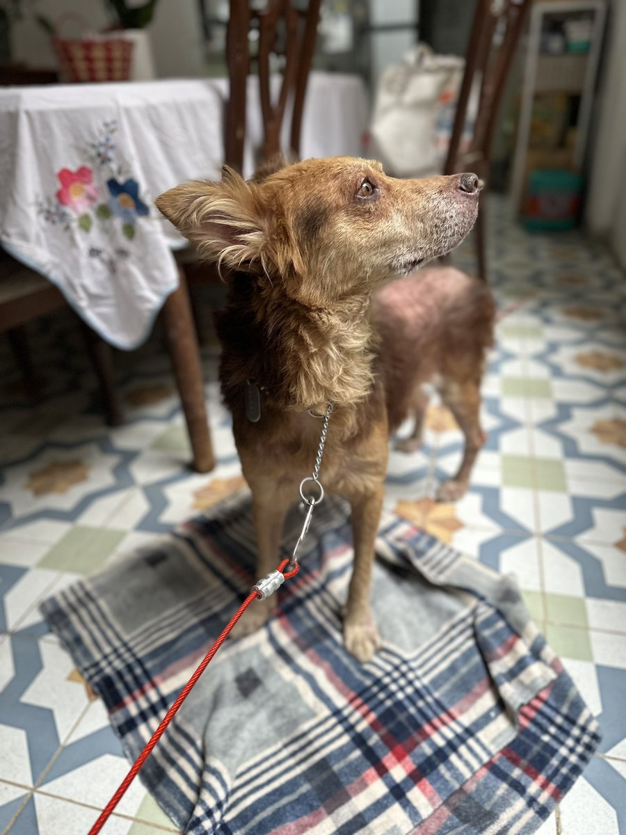 Alina_Gag's tweet image. Horas después la recibimos. Llegó con miedo, entendía muy poco y solo se dejaba llevar.

Esta foto fue de la primera vez que estuvimos juntas.

Rescatalandia estaba saturada. Pero Sitka acababa de morir y la recibí en su honor. La gente es muy cruel con los animales con sarna.