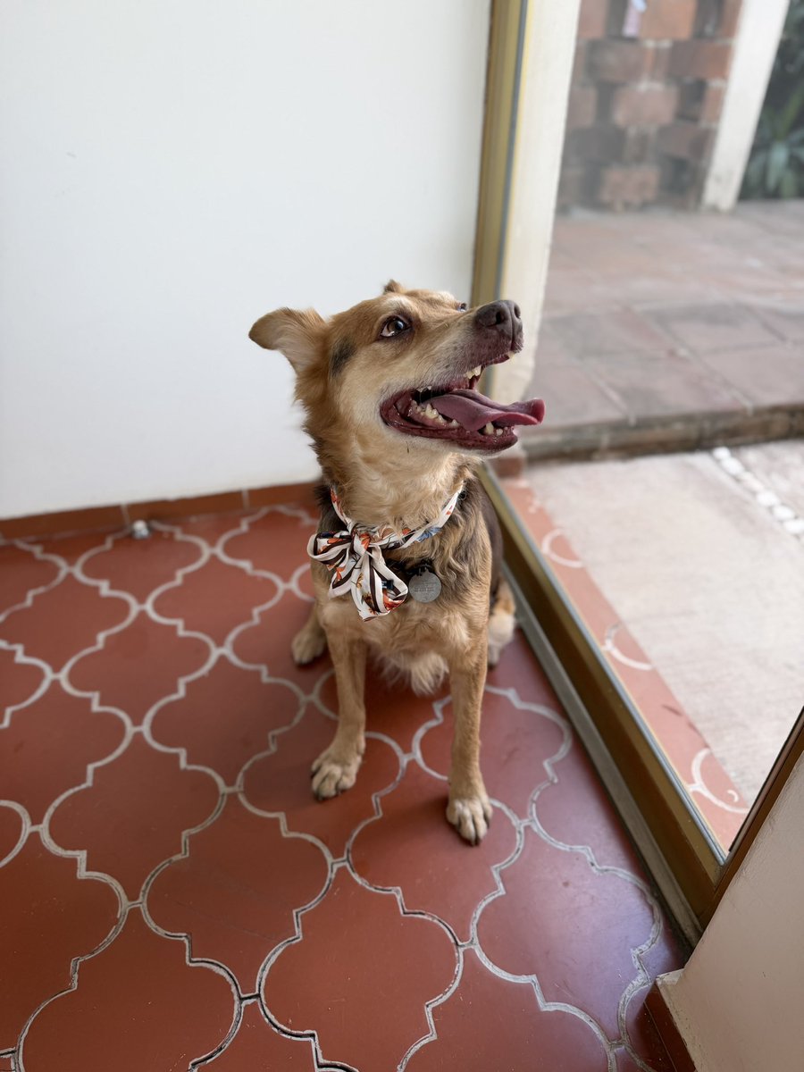 Alina_Gag's tweet image. Bienvenida es extraordinaria.

Acá su antes y su después

Perrita linda. Qué privilegio ha sido acompañarte y abrazarte.