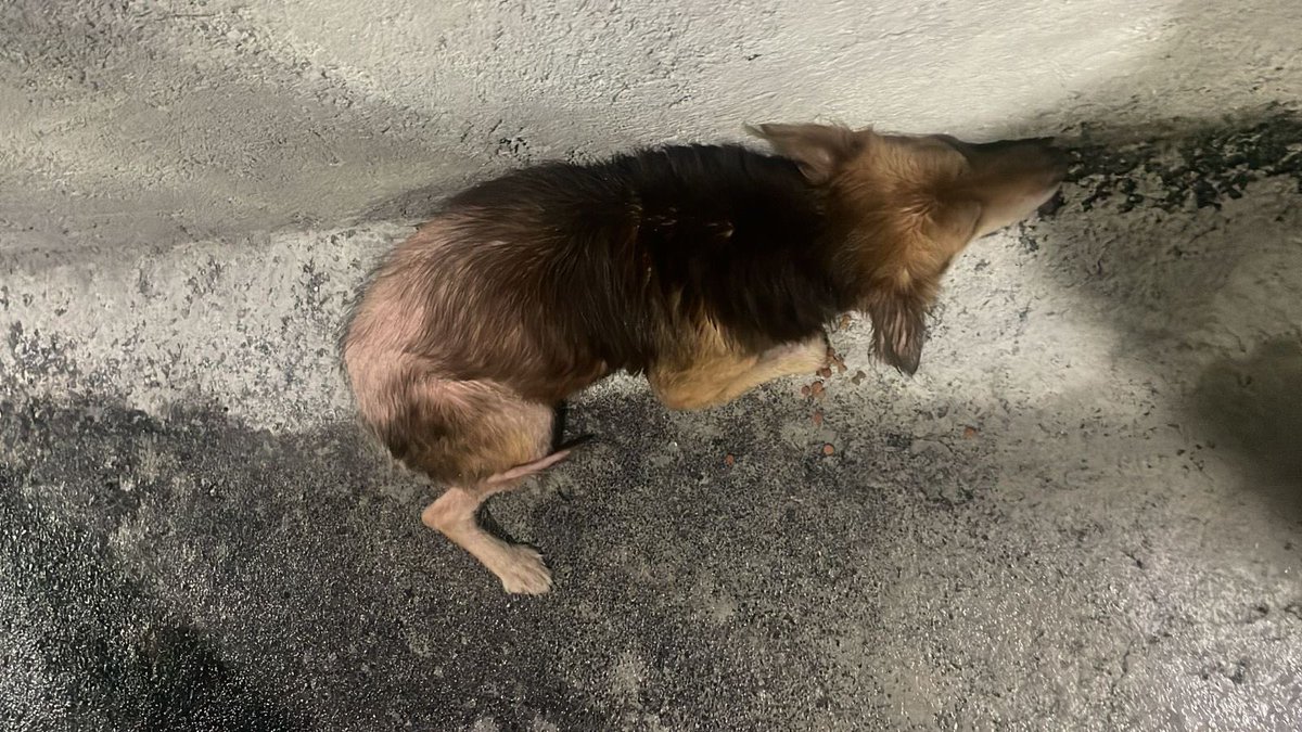 Alina_Gag's tweet image. Bienvenida es extraordinaria.

Acá su antes y su después

Perrita linda. Qué privilegio ha sido acompañarte y abrazarte.