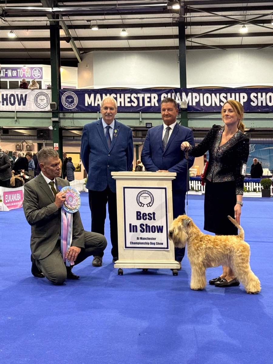Another great photo from Ava’s BEST PUPPY SHOW IN SHOW at Manchester Champ Show!  
 
Thanks to Plush Puppy UK for your wonderful support ♥️

#wheaten #wheatenterrier #scwt #superkennel #dogsofinstagram @ukplushpuppy