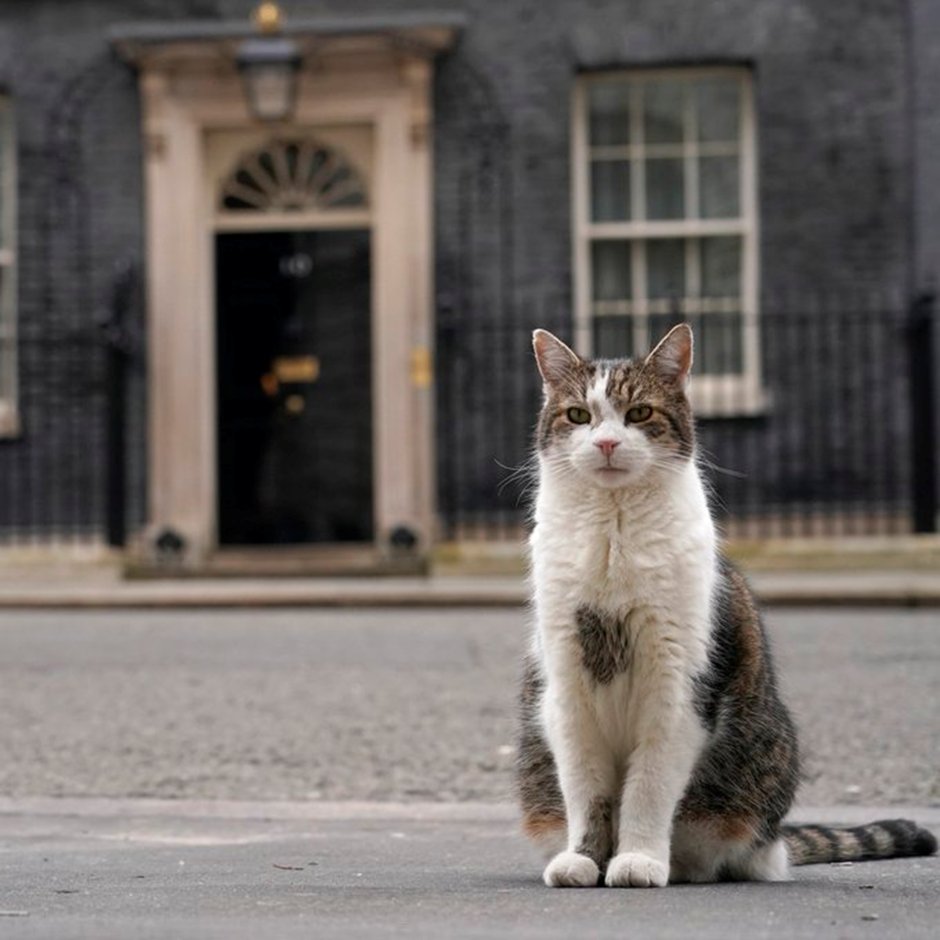 Apparently today is blue Monday when you humans can get very sad xx So here is a picture of Larry the Cat for those who need it xxx #kittytwitter #number10cat #bluemonday Reach out if you need to and touch a paw 😍😍😍🥰🥰🥰🥰🐾🐾🐾🐾🐾🐾