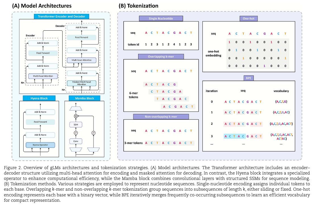 strnr's tweet image. A comprehensive survey of genome language models in #bioinformatics academic.oup.com/bib/article/27… 🧬🖥️🧪