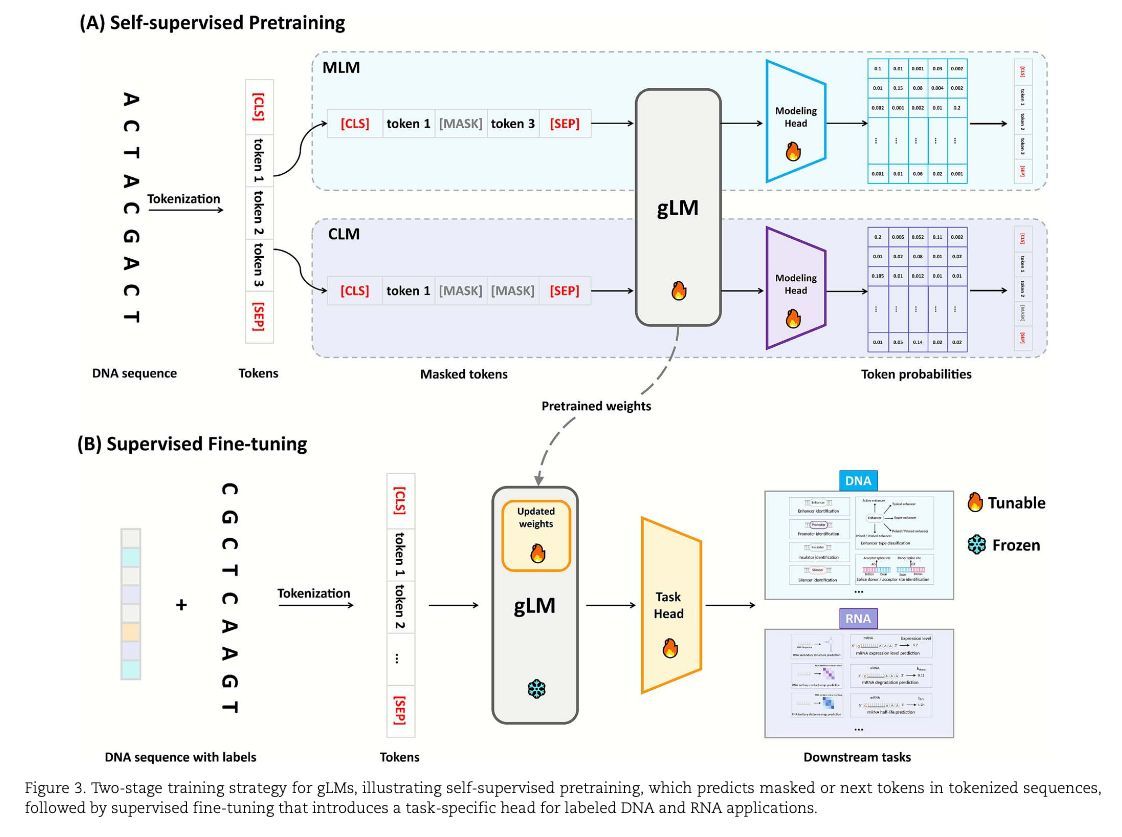 strnr's tweet image. A comprehensive survey of genome language models in #bioinformatics academic.oup.com/bib/article/27… 🧬🖥️🧪