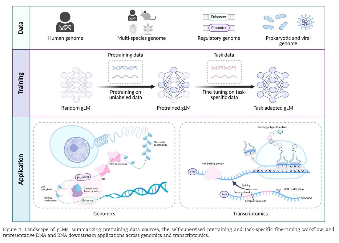 strnr's tweet image. A comprehensive survey of genome language models in #bioinformatics academic.oup.com/bib/article/27… 🧬🖥️🧪