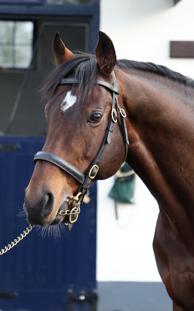 Churchill (Galileo x Meow). The sire of champions Vadeni and Blue Rose Cen from his first two crops. He has a big crop of two year olds to do battle for him this year
#IrishStallionTrail