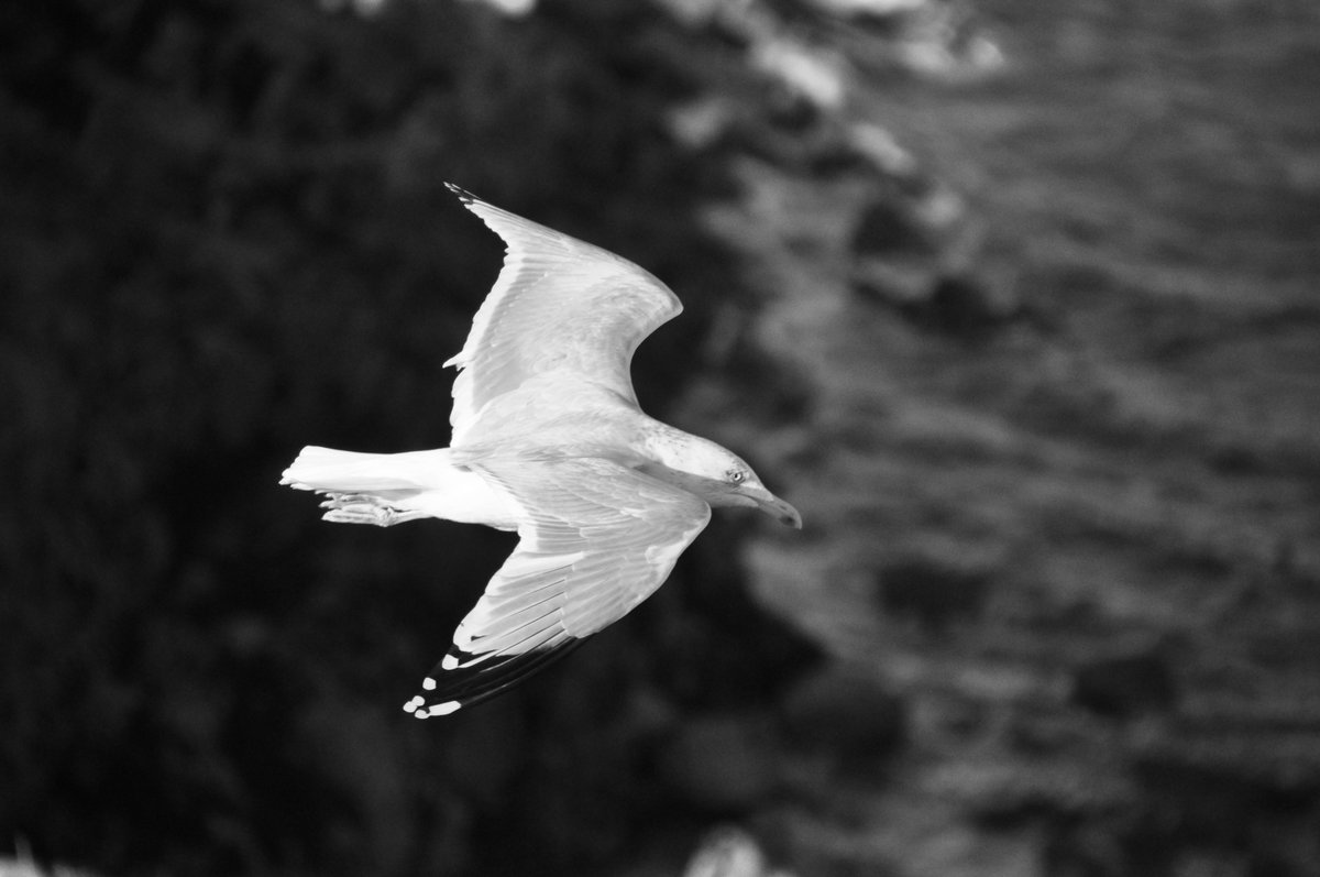 Gwendal Sousset tweet media