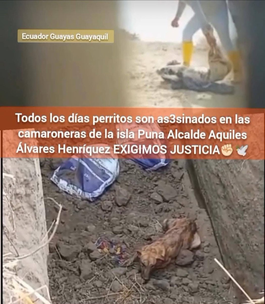 Fundación Revida tweet media