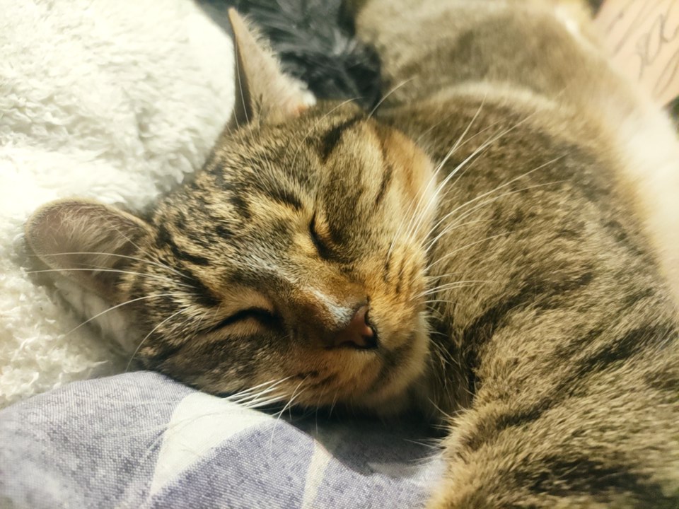 MyChildLucy's tweet photo. Lazy baby 
#catnap #Cat https://t.co/ctuCvhM0uo