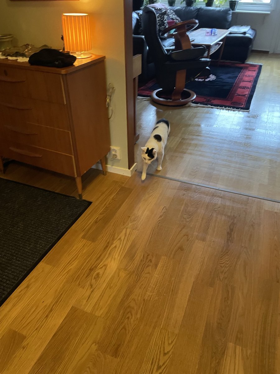 Just våttorkade golv, vem ska då ha kattmaraton över golven???😼😹och sedan titta surt på Personalen för att golven är blöta😹
