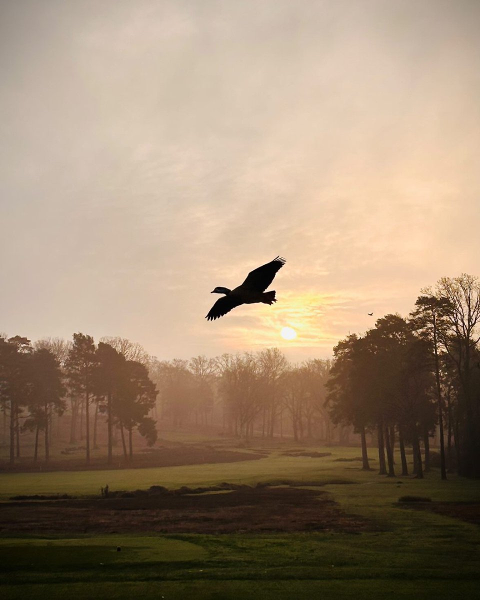 Woking Golf Club tweet media