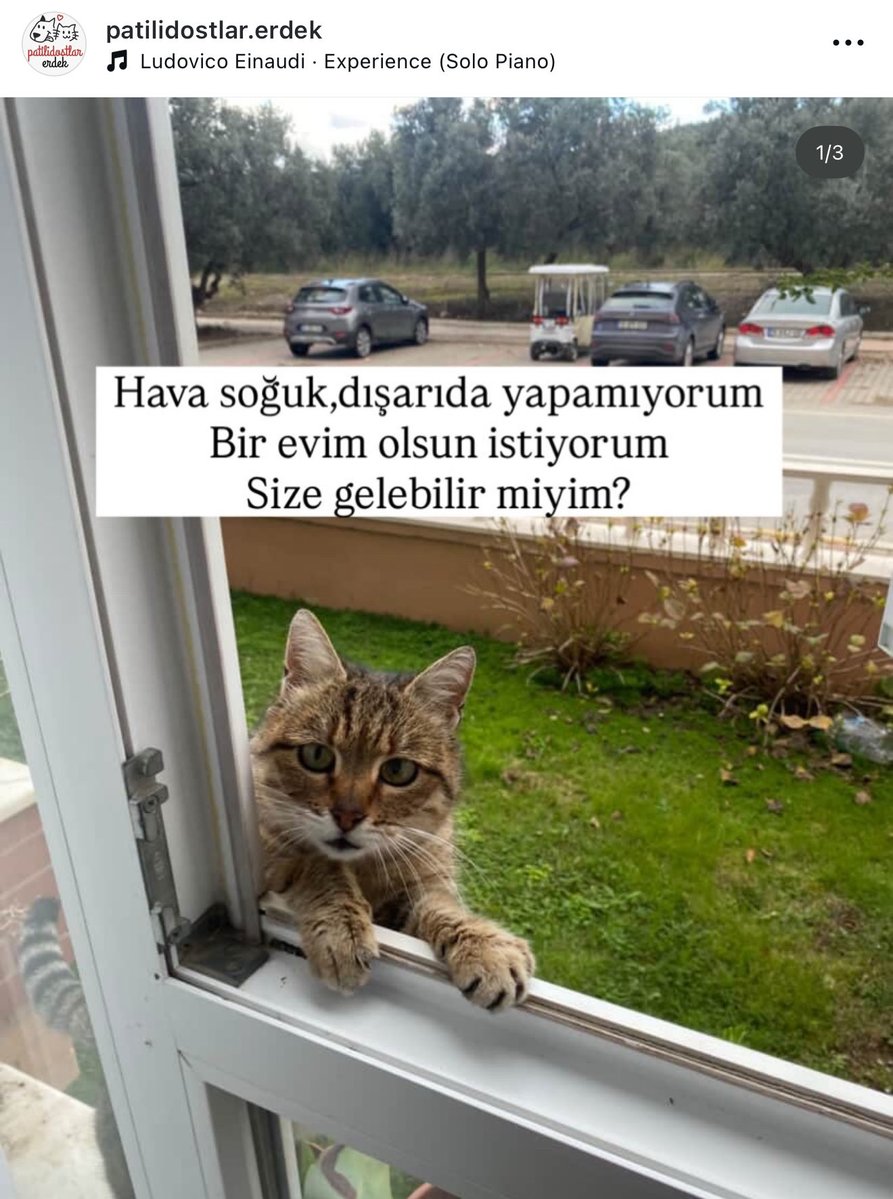 Sanırım bu dünya güzeli terk edilmiş , alta ekleyeceğim videoya lütfen bakın. Kimin içi burkulmaz ki ? 📍Erdek