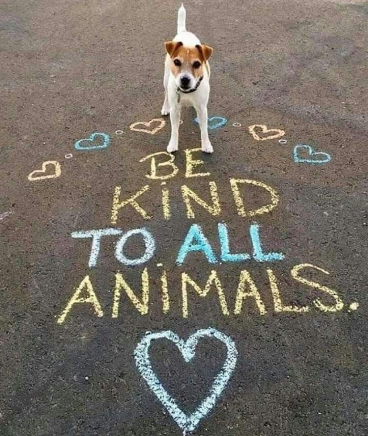 Be kind with all animals !!