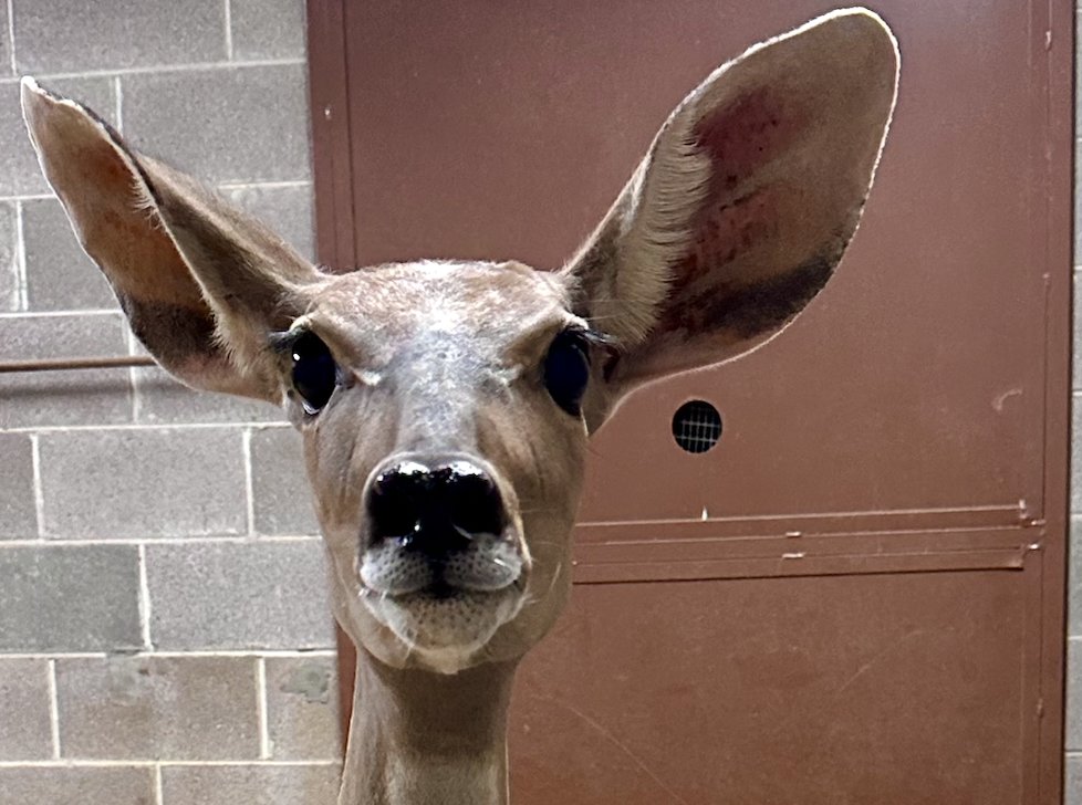 DenverZoo's tweet image. tap to reveal the cutest surprise