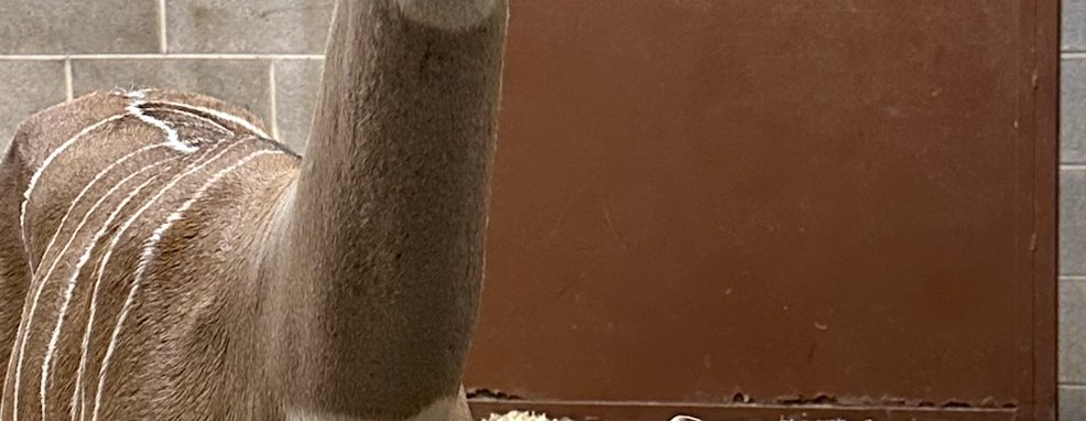 DenverZoo's tweet image. tap to reveal the cutest surprise