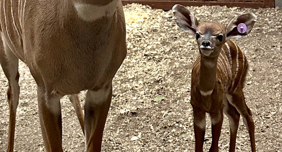 DenverZoo's tweet image. tap to reveal the cutest surprise